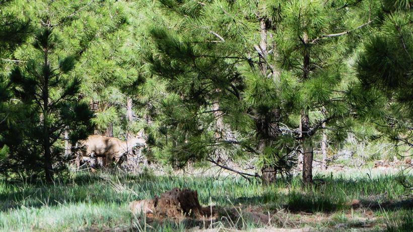 Pic 4 - Green Trees - Arizona OTC winter archery deer hunts