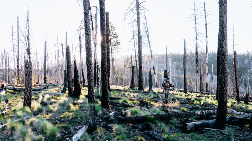 Spring bear hunting myth 3