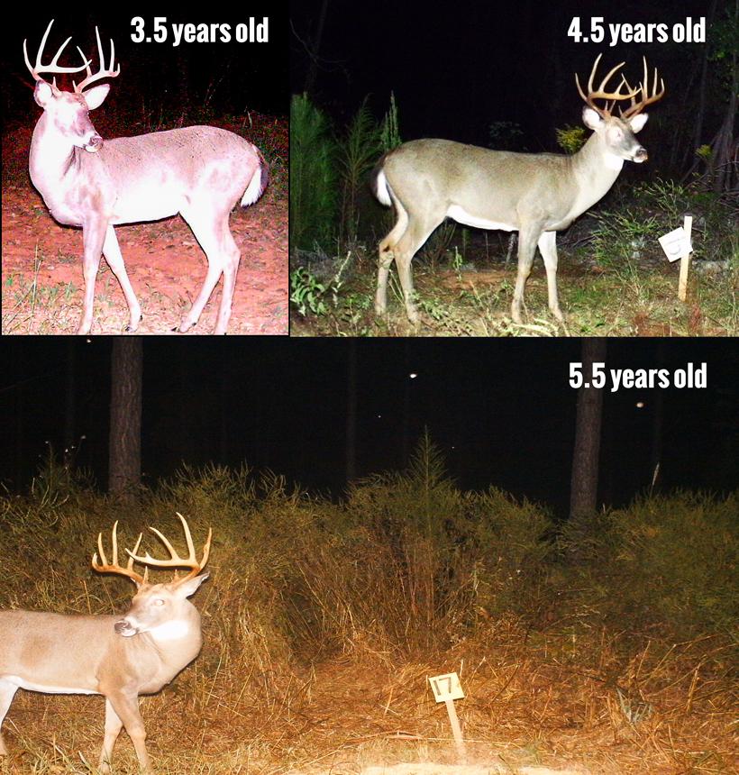 The keys to antler growth: Age, genetics, nutrition - 7