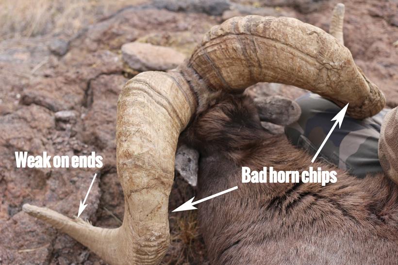 Bob oconnors nelsoni desert bighorn sheep showing horn chips