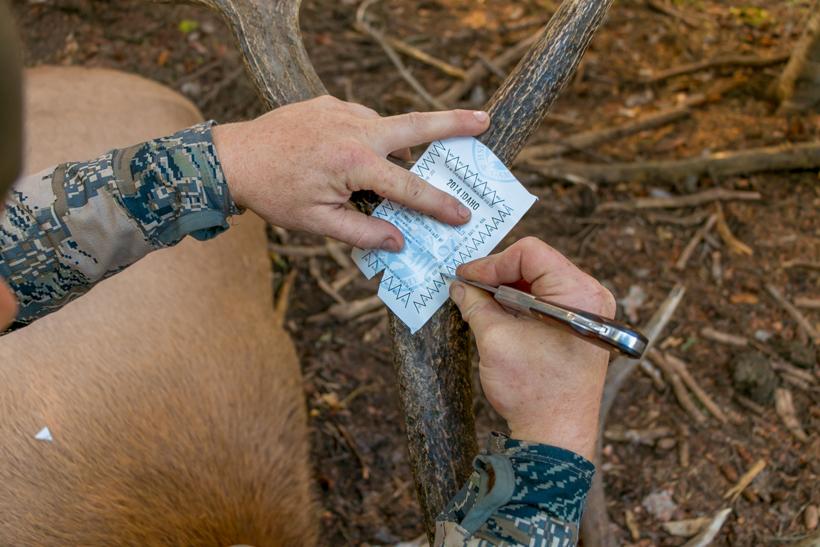 Punching an idaho elk tag