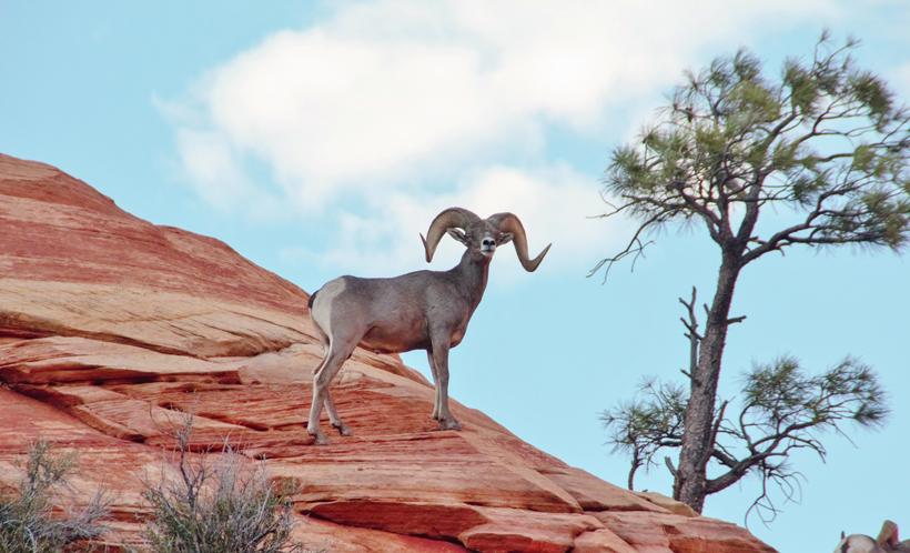 Sheep photo while scouting