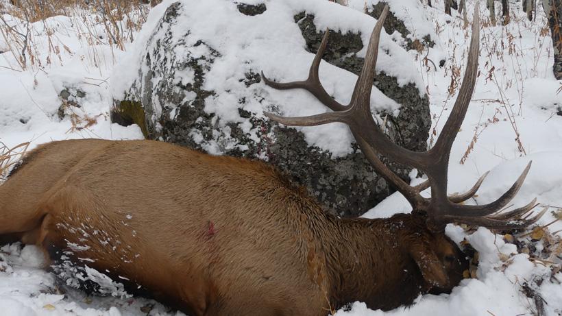 An unforgettable OTC Colorado bull elk hunt  - 4