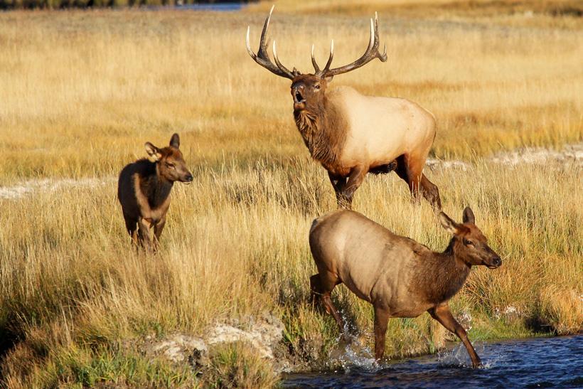 Bull elk bugling with cows