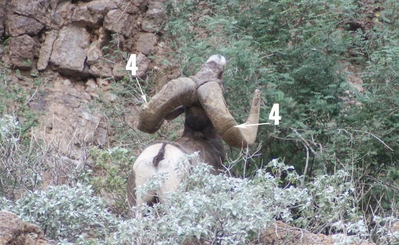 How to accurately age bighorn sheep - 4