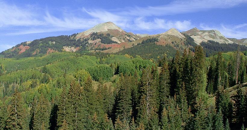 Colorado elk bedding habitat_0