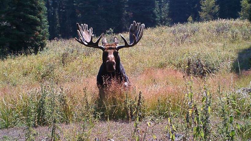 Straight view of large velvet idaho bull moose