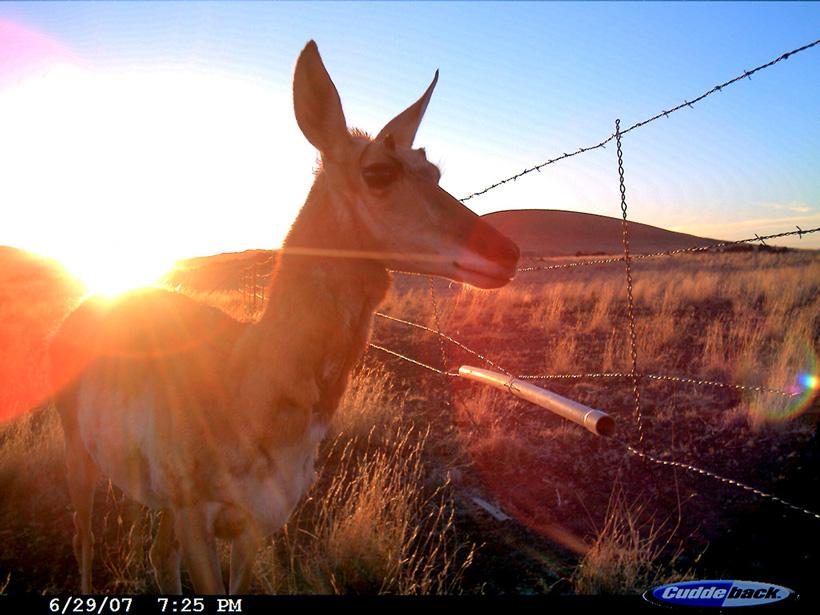 Trail camera photo of antelope crossing fence