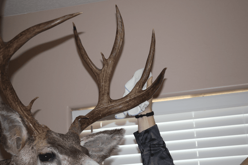 Cleaning antlers