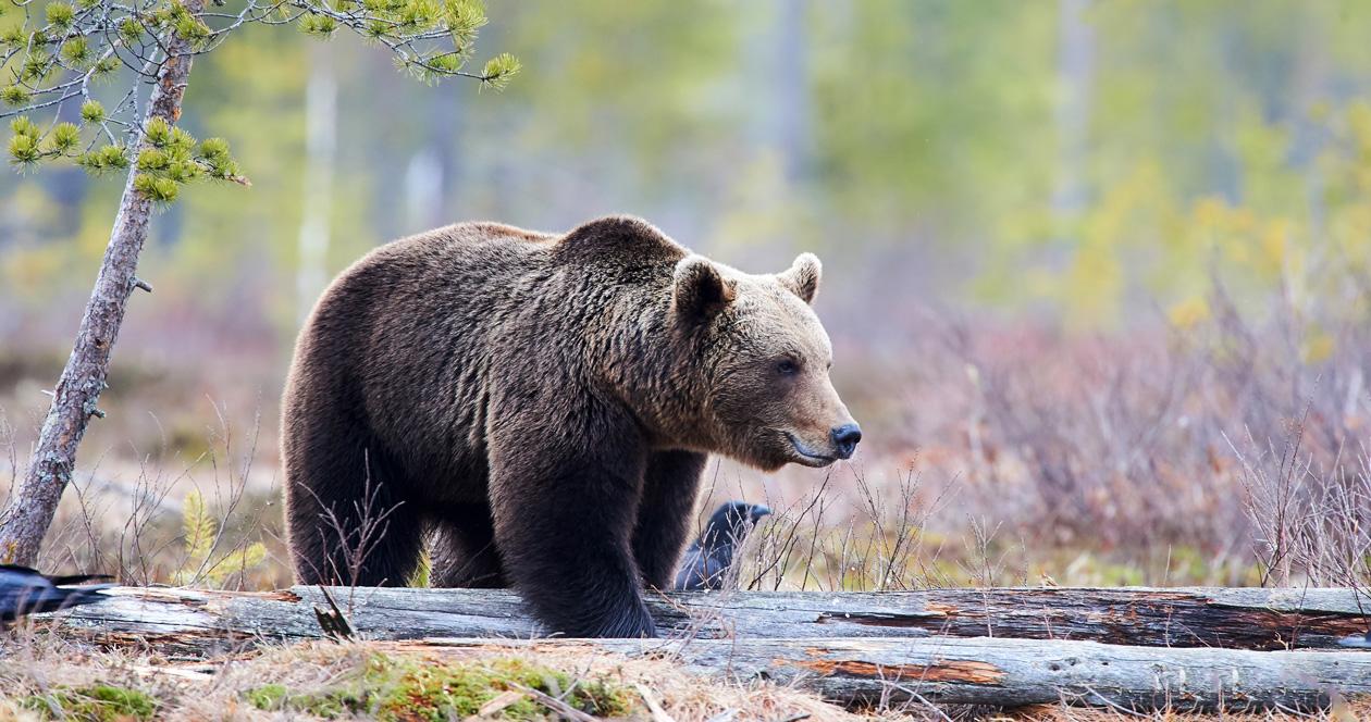 Woman killed by grizzly bear