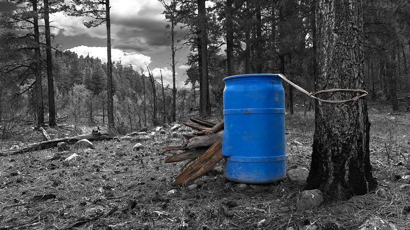 Bait barrel for black bears in arizona