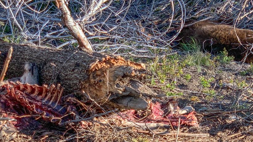 Black bear harvest next to a fresh kill