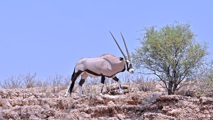 New mexico oryx