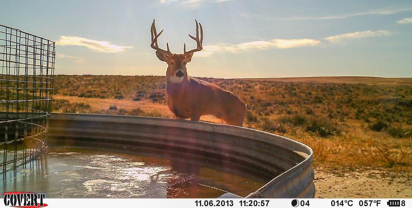 Mature 4x4 whitetail buck