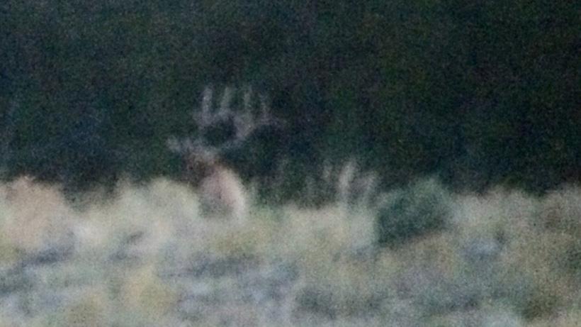 Bull elk digiscope photo at long distance