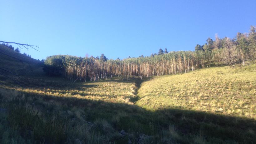 Elk hunting meadow in New Mexico