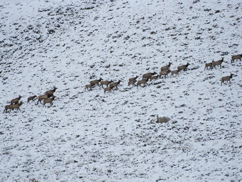 Large herd of elk