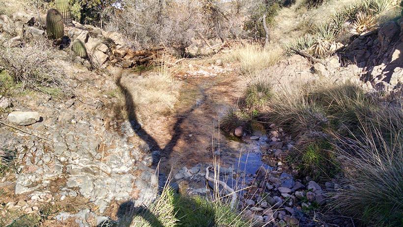 Desert rain catch area