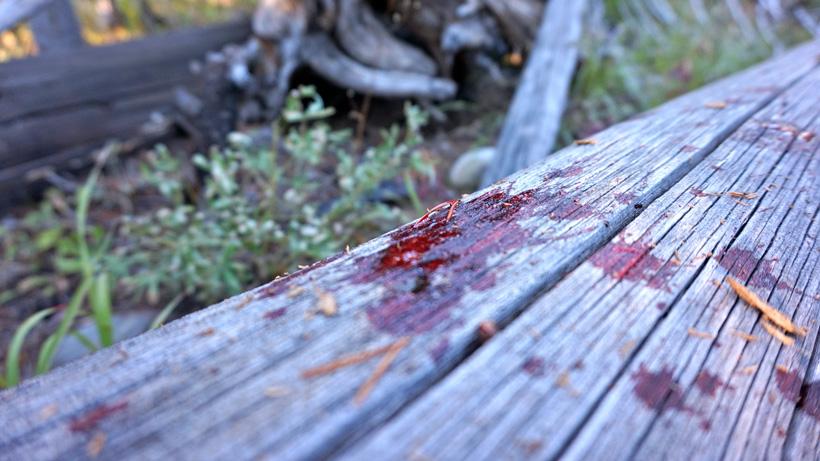 Following blood trail on a successful elk hunt