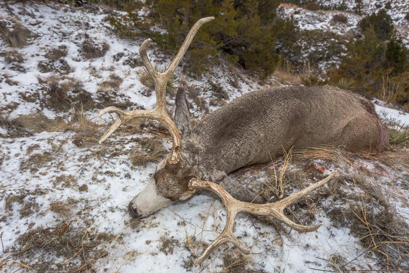 Mule deer buck on the ground