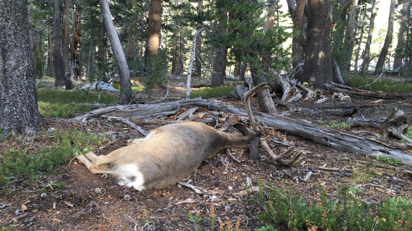 Walking up to a california blacktail buck