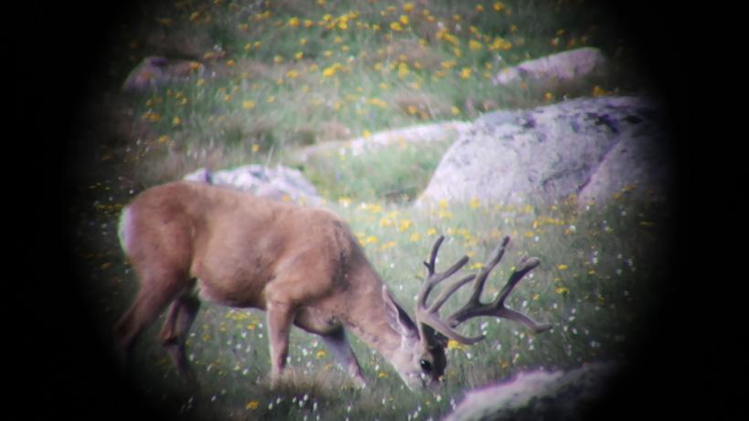 Digiscope footage while scouting for deer
