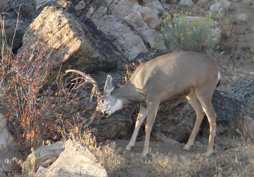 The best time for mule deer - 3