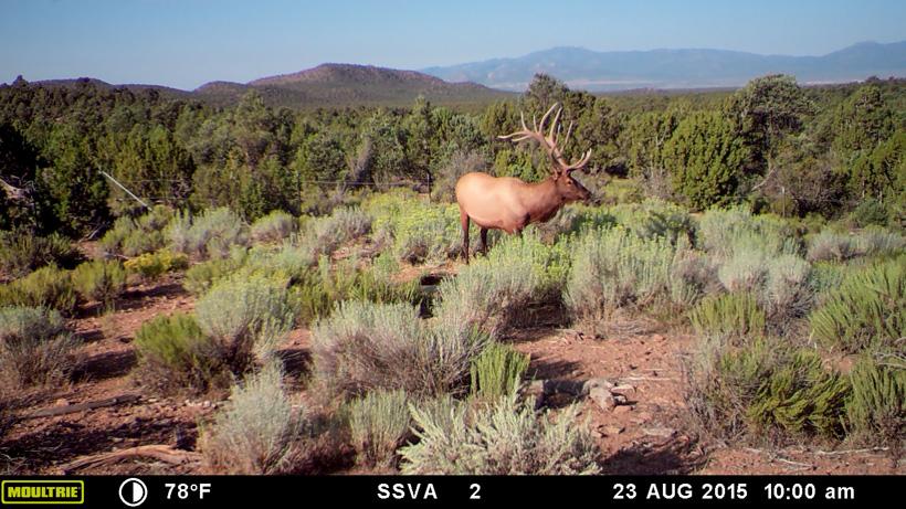Trail camera photo of the unkillable bull