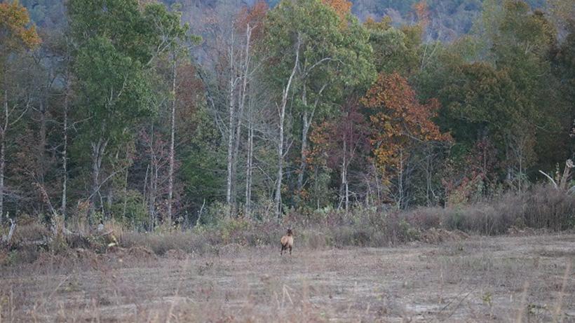 A southern style elk hunt in the mountains of Arkansas - 3