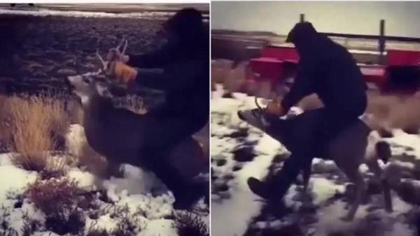 Deer rider osp