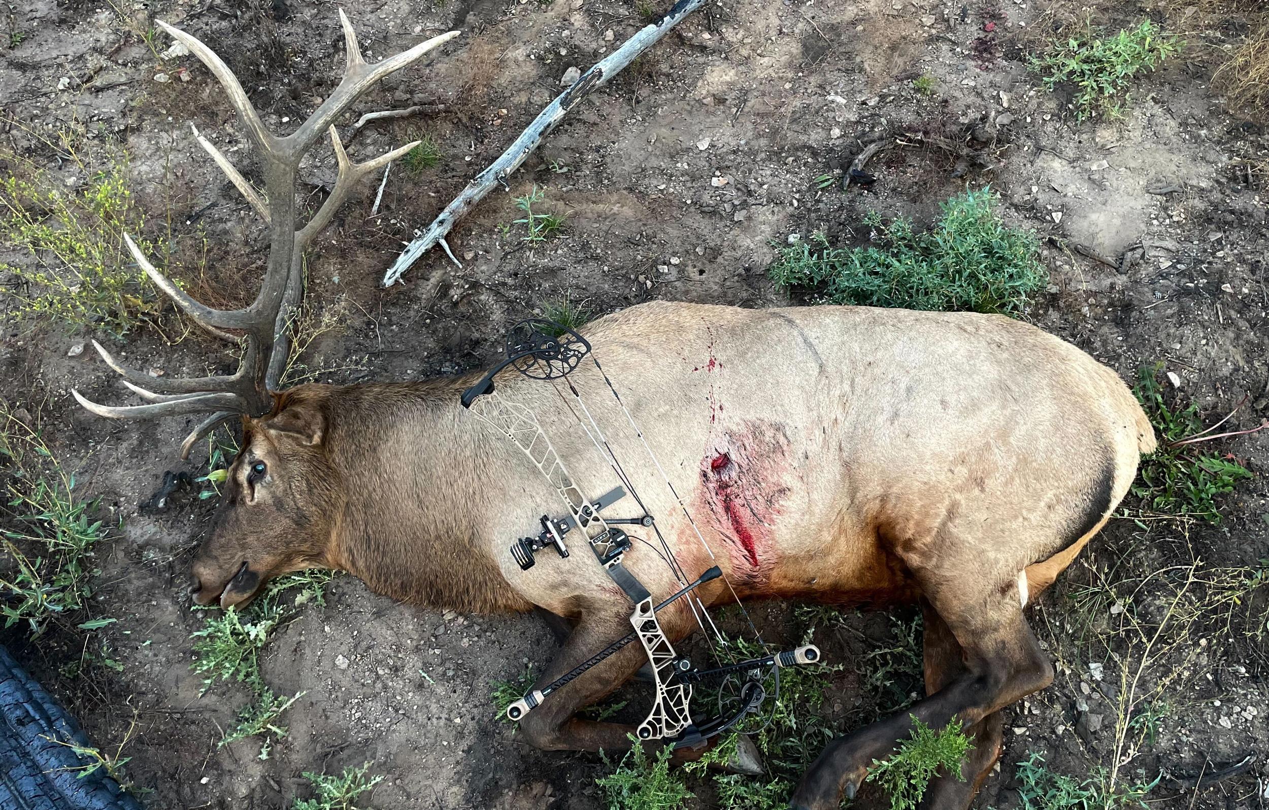 Trail Kreitzer with an over-the-counter bull elk taken with the 2024 Mathews LIFT bow