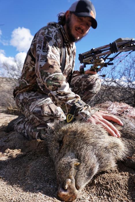 Arizona archery javelina