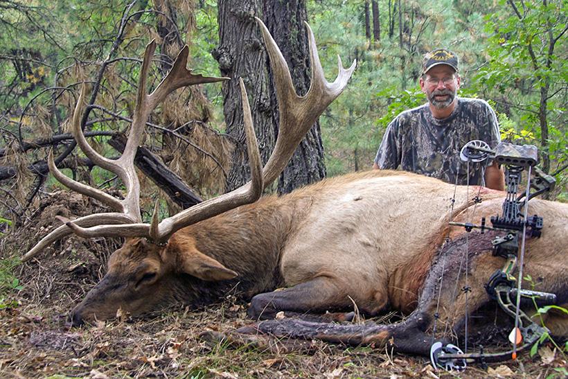 Bull elk harvest