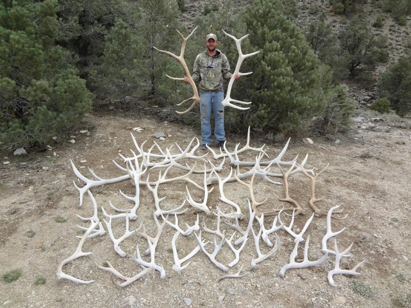Large find of elk and deer antlers