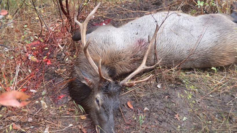 Justin klement idaho bull elk