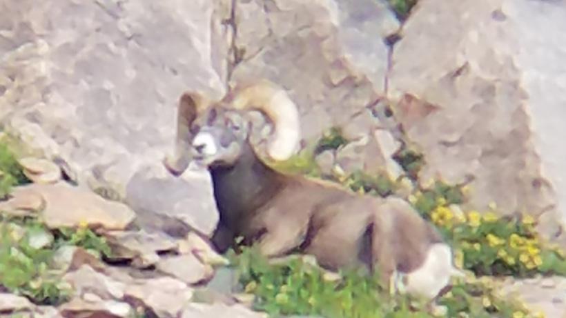 2018 Colorado bighorn sheep hunt - 11d