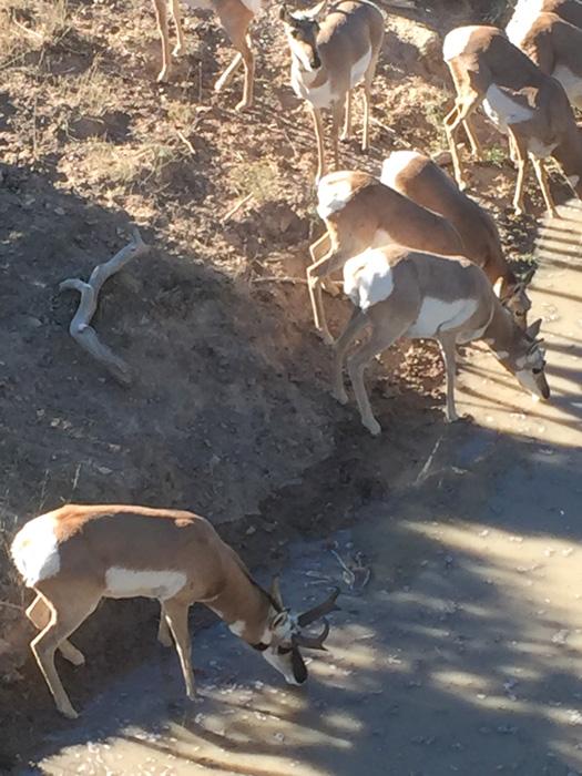 Herd of antelope at waterhole