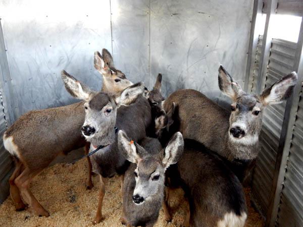 Radio collared deer in trailer