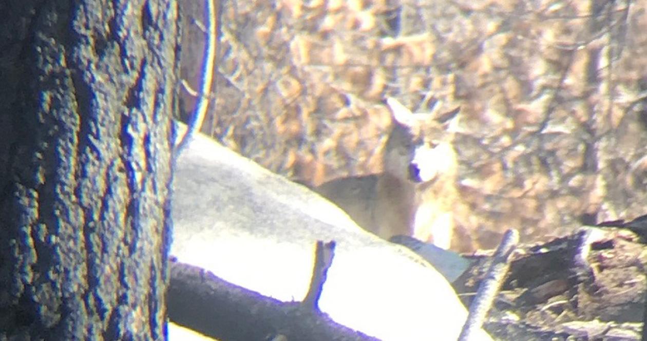 California confirms new wolf pack 1