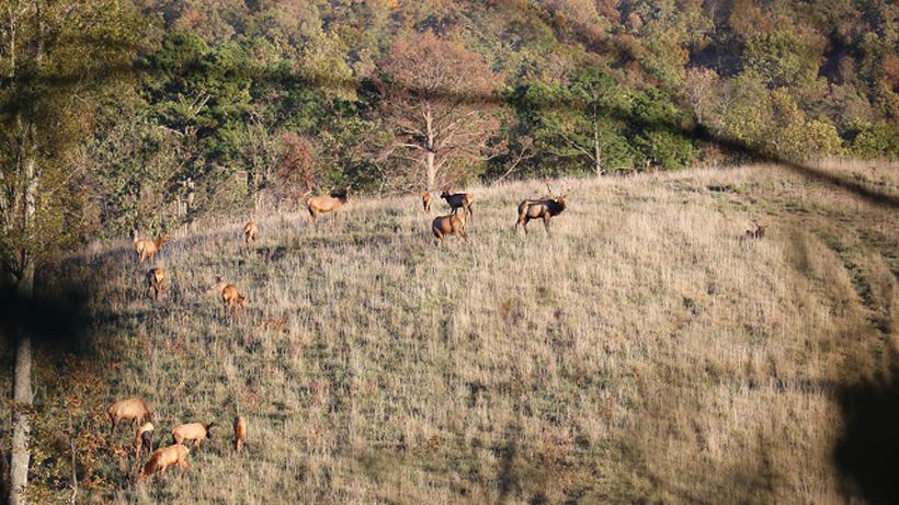 Herd of arkansas elk