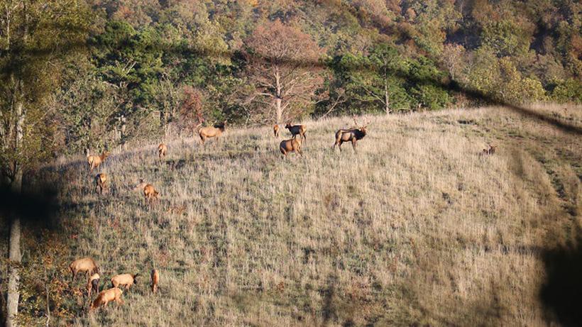 A southern style elk hunt in the mountains of Arkansas - 4