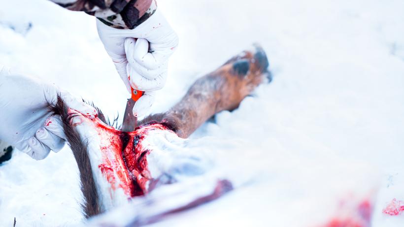 Skinning out big game 6