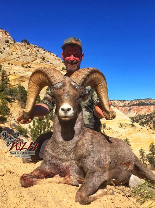 Utah desert bighorn sheep taken with wade lemon hunting
