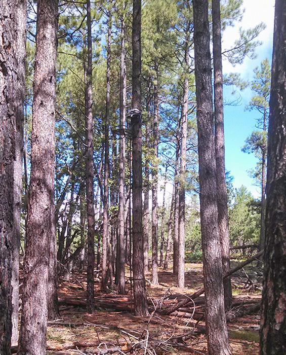 Treestand for bowhunting coues deer