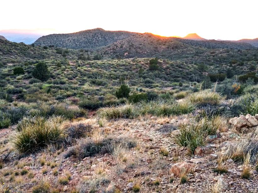Typical Arizona deer habitat