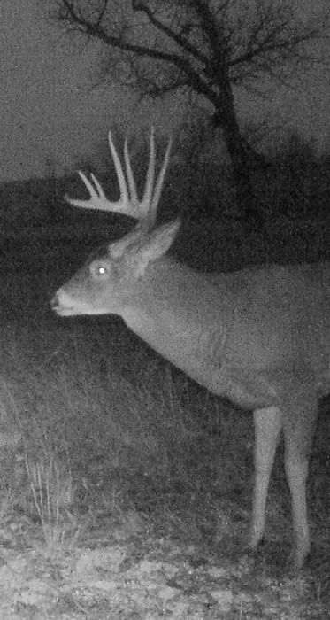 2015 photo of building history with a buck on trail camera
