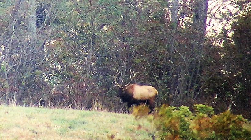 Big arkansas bull elk while scouting