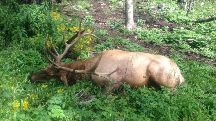 Aaron Purdy's 2016 New Mexico bull elk