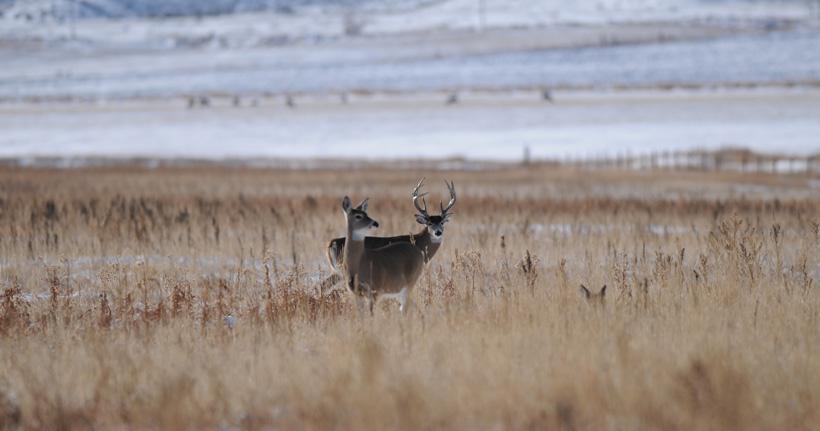 Whitetail rut with buck and doe