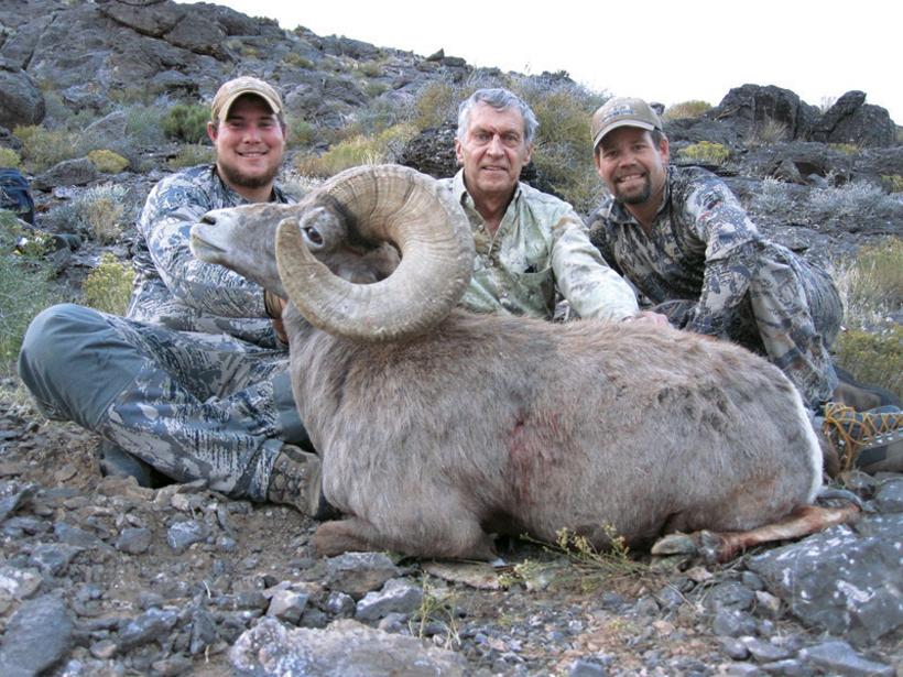 Nevada desert ram